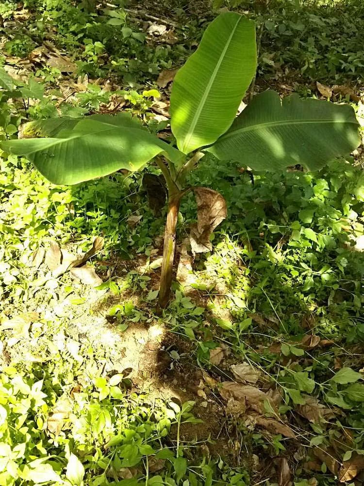 tree image