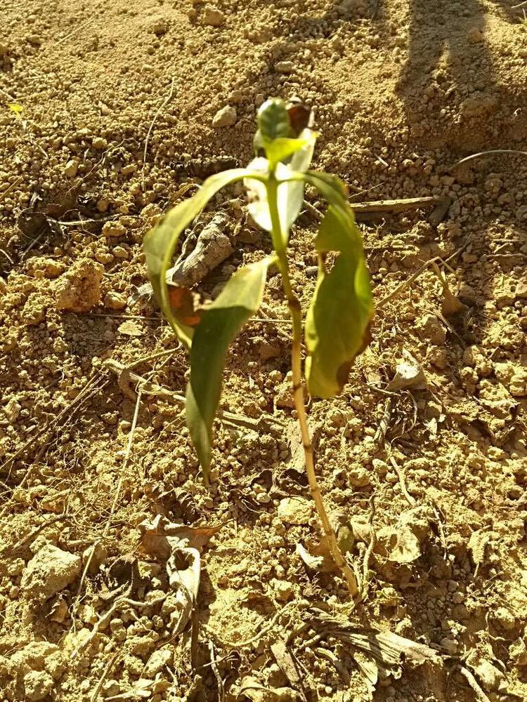 tree image