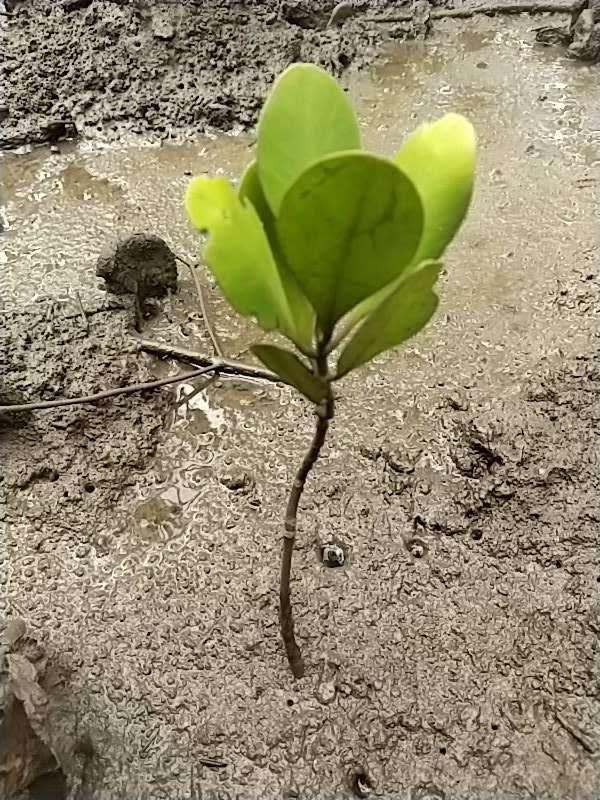 tree image