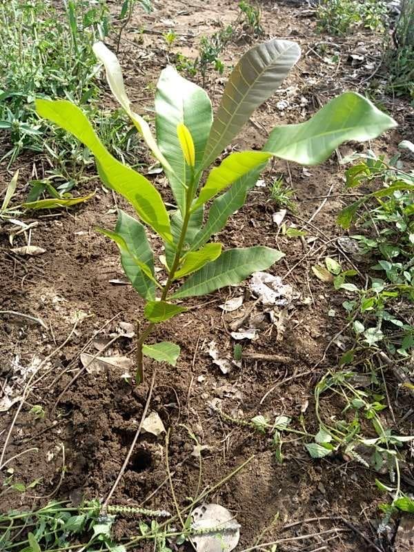 tree image
