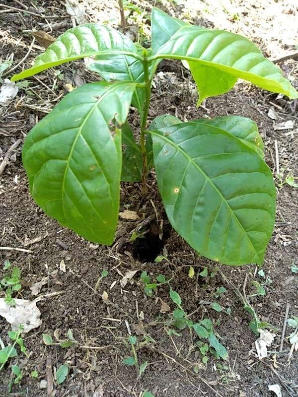 tree image
