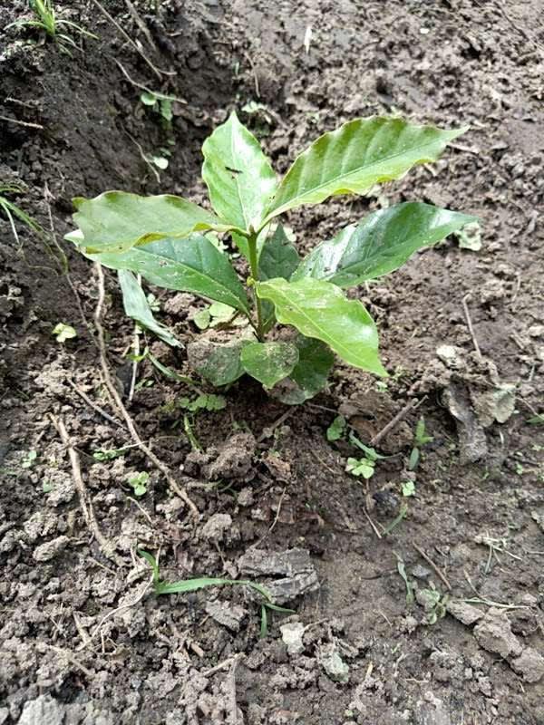 tree image