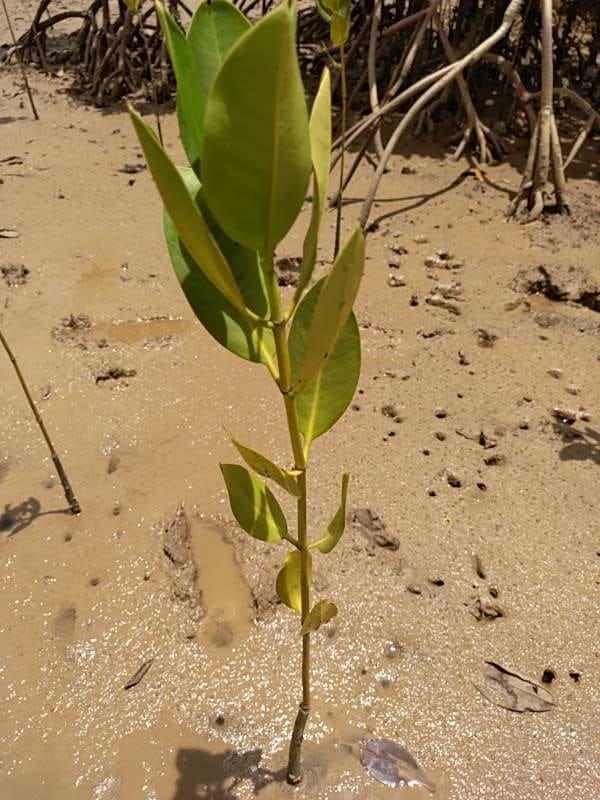 tree image