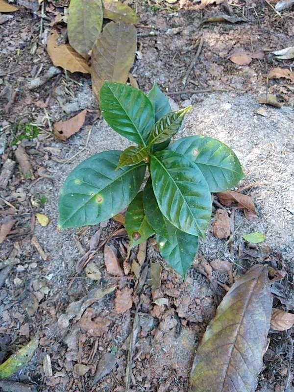 tree image