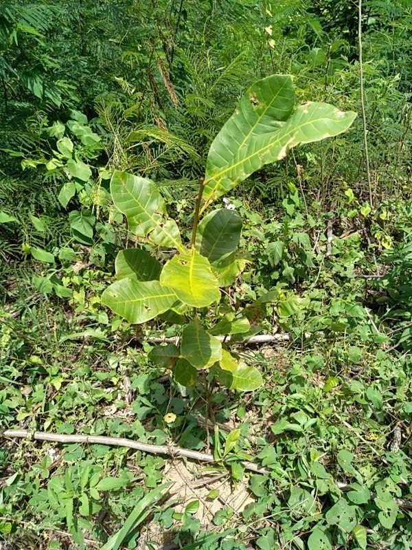 tree image