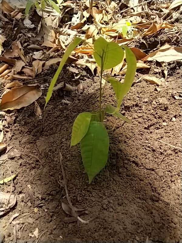 tree image