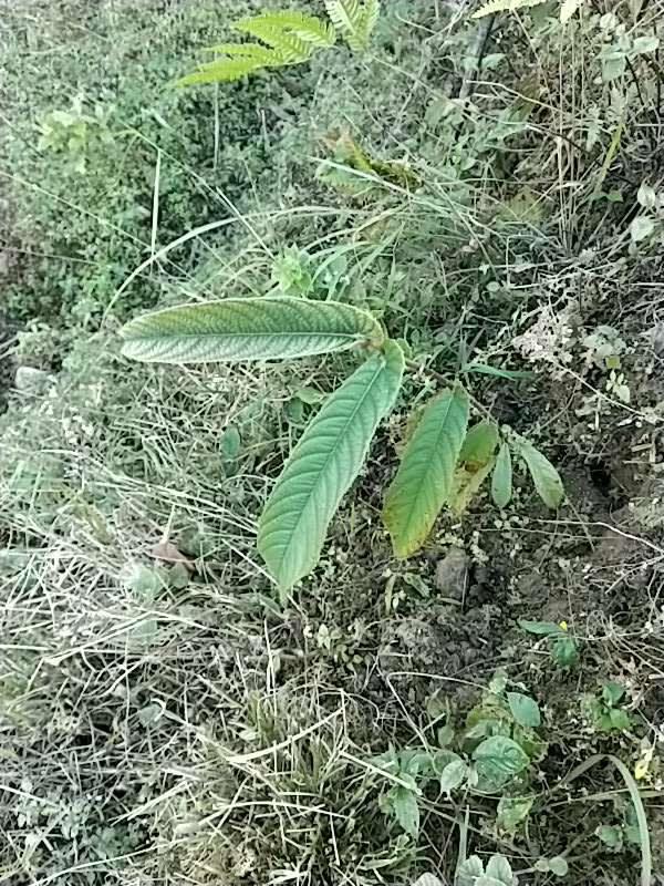 tree image