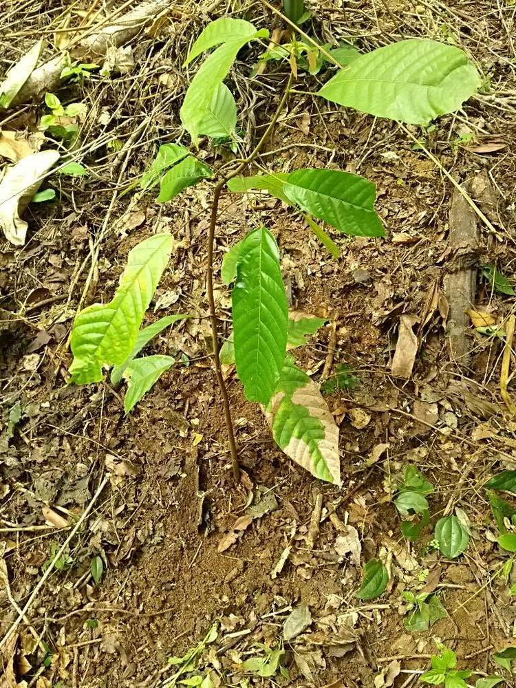 tree image