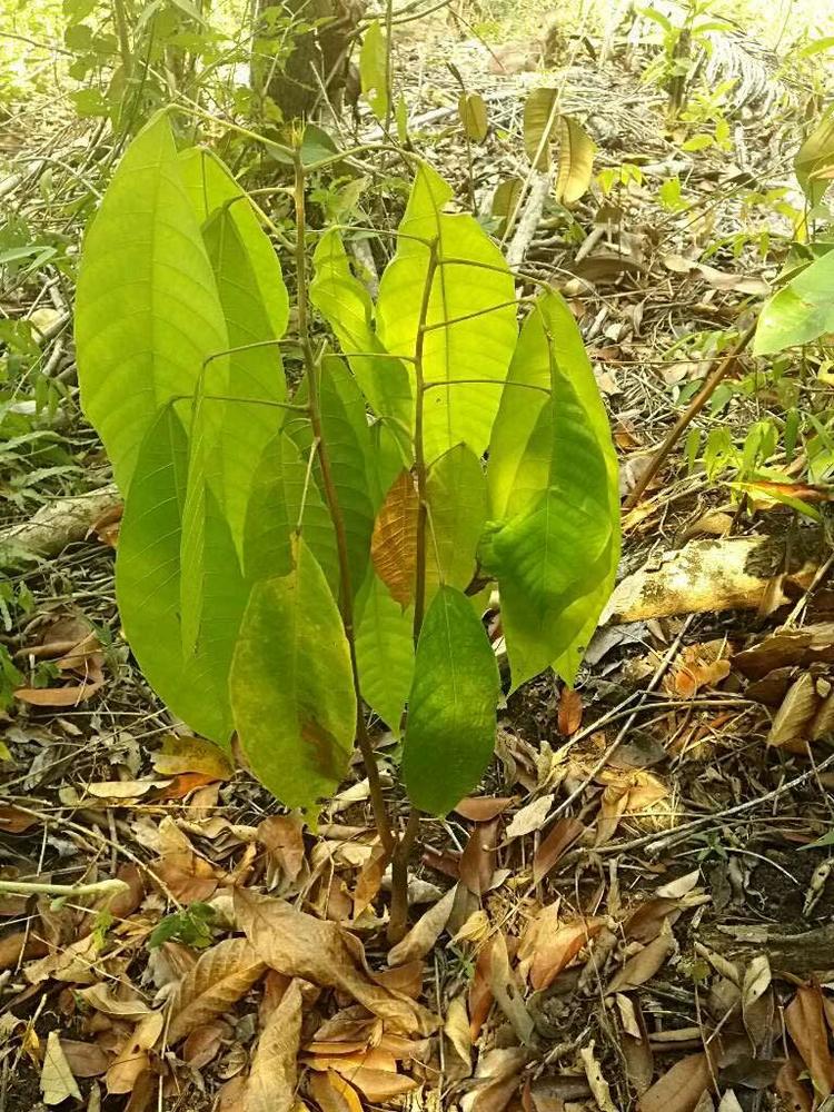 tree image