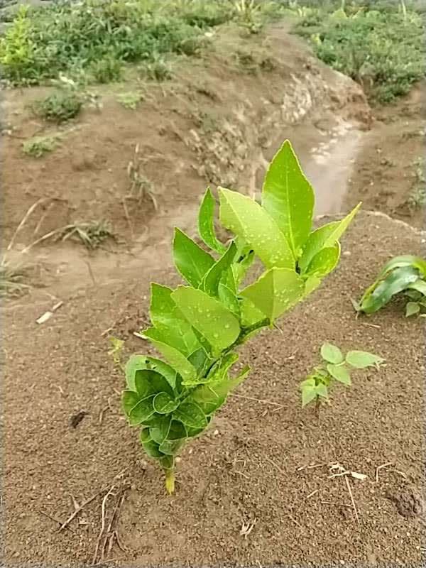 tree image