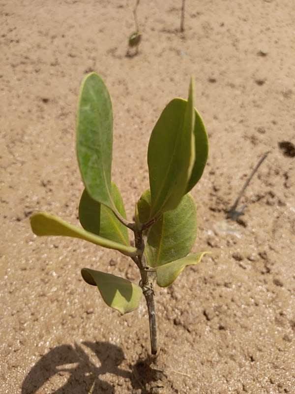 tree image
