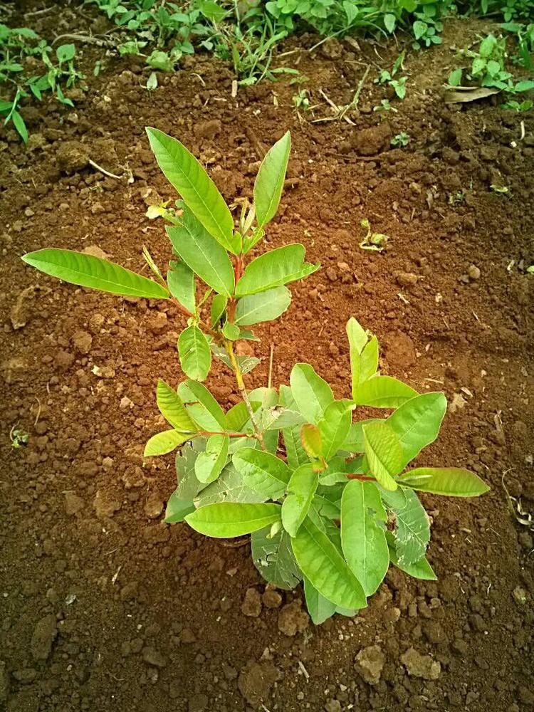 tree image