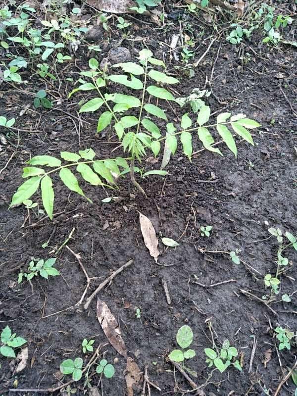 tree image