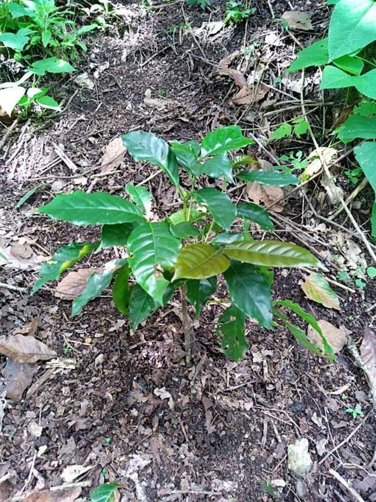 tree image
