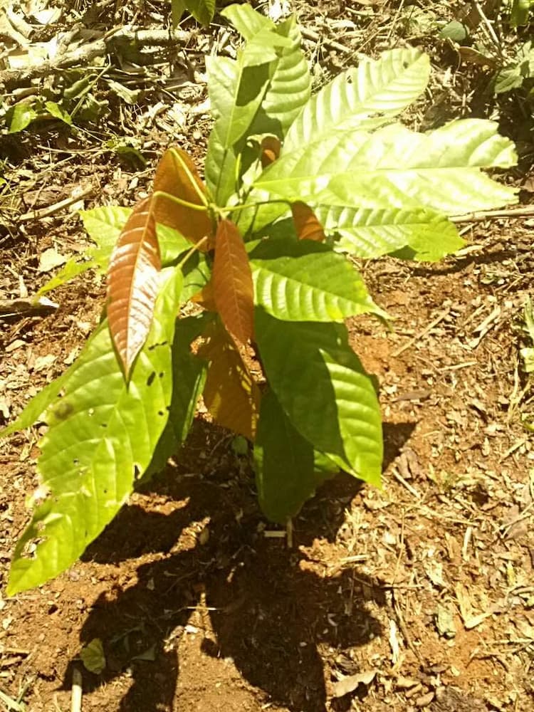 tree image