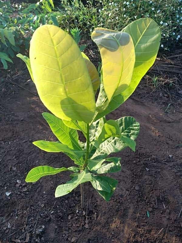 tree image