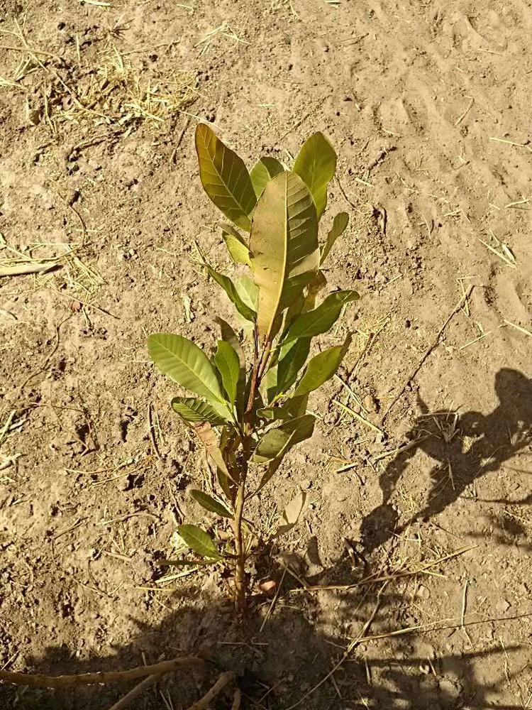tree image