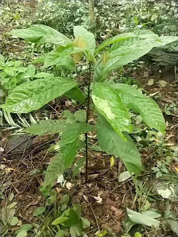 tree image
