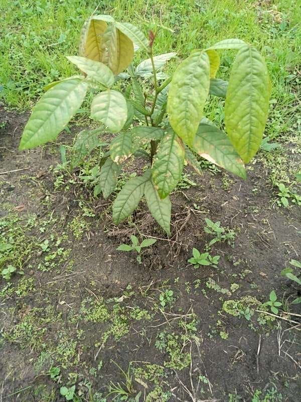 tree image