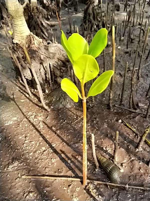 tree image