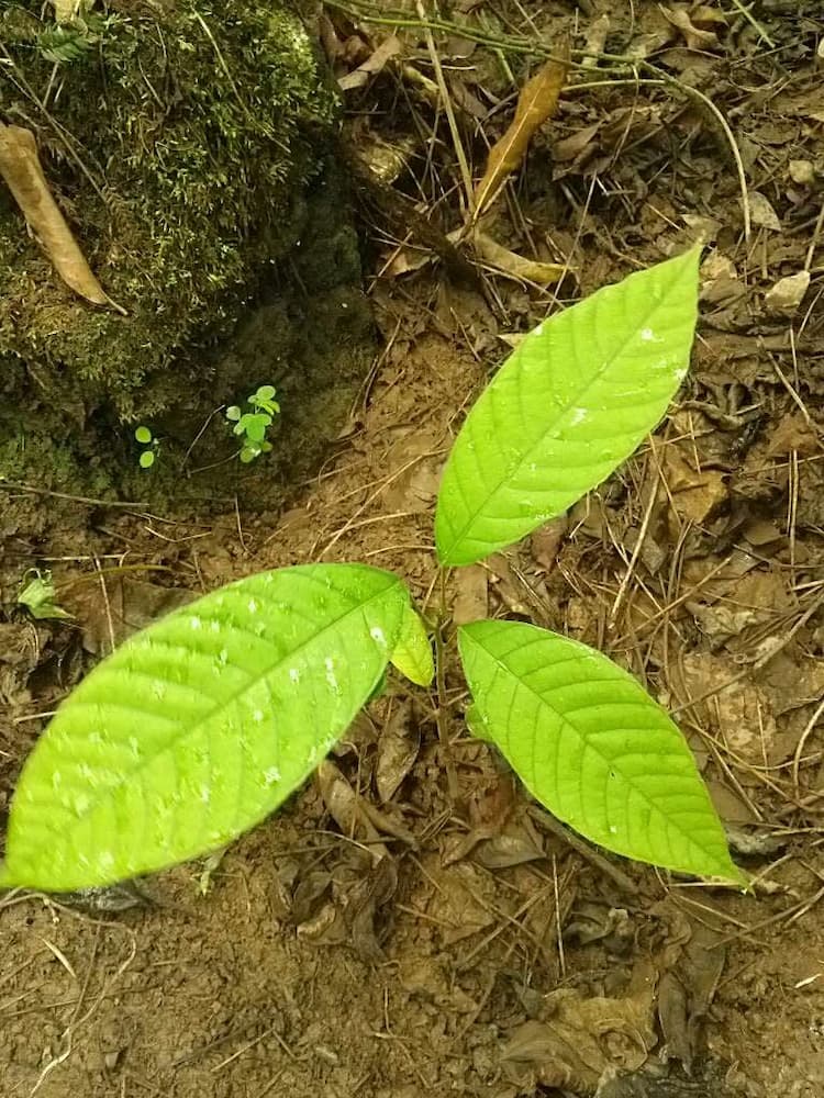 tree image