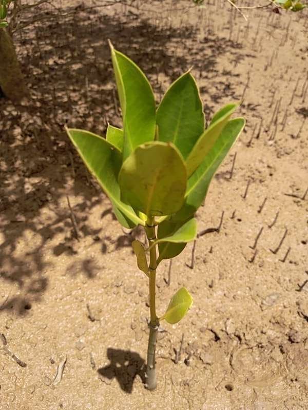 tree image
