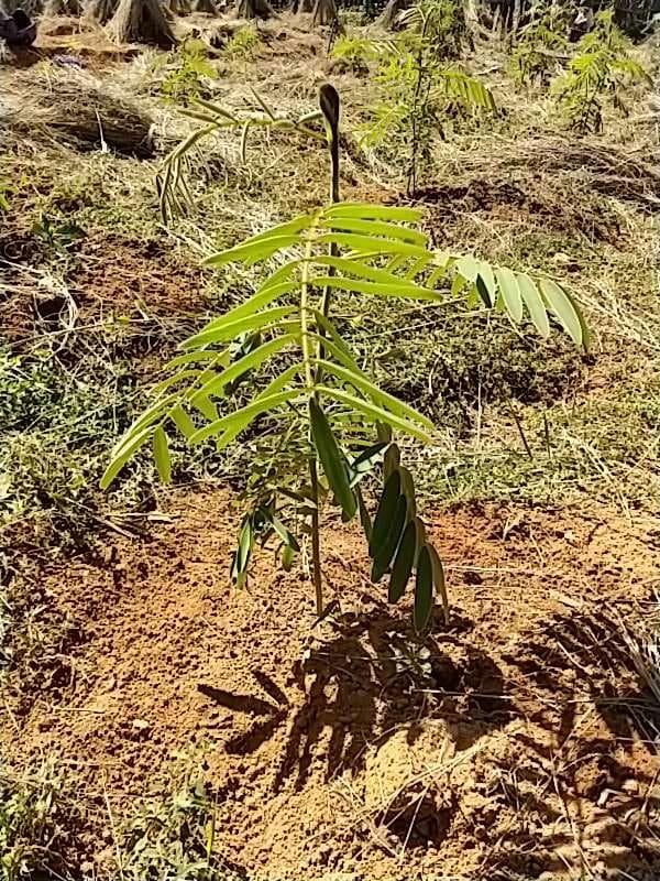 tree image