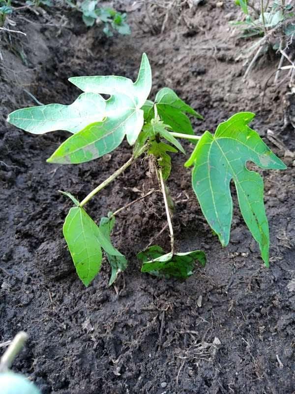 tree image