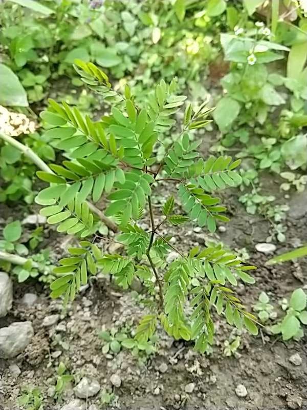 tree image