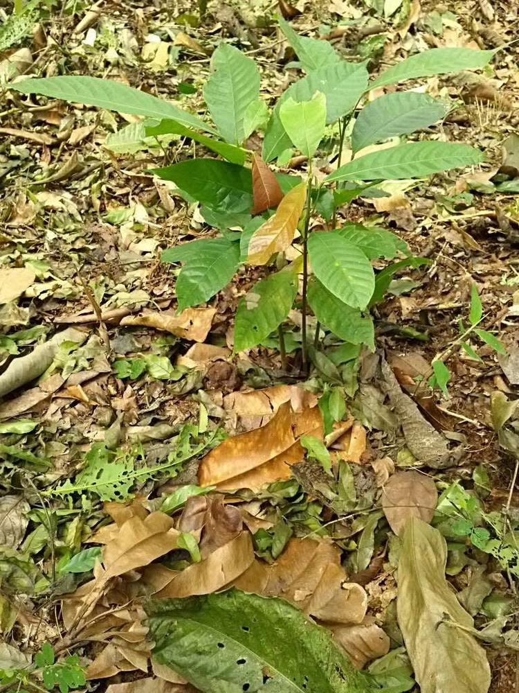 tree image