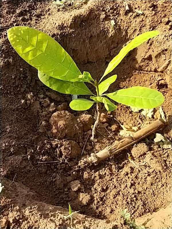 tree image