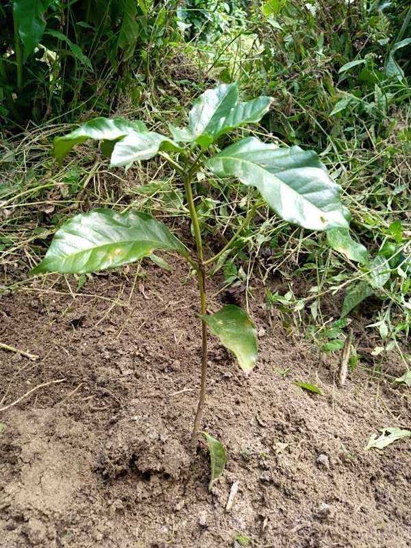 tree image