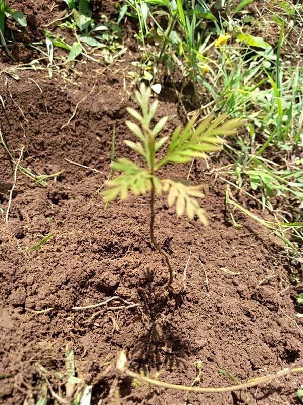 tree image