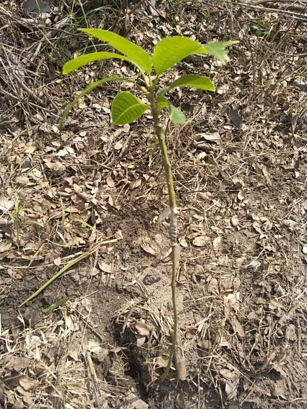 tree image