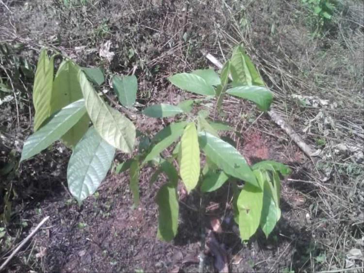 tree image