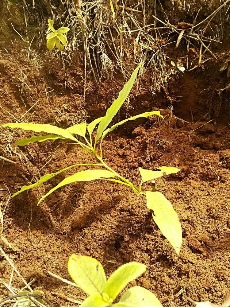 tree image