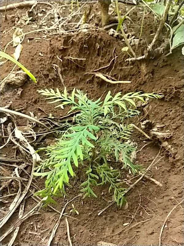 tree image