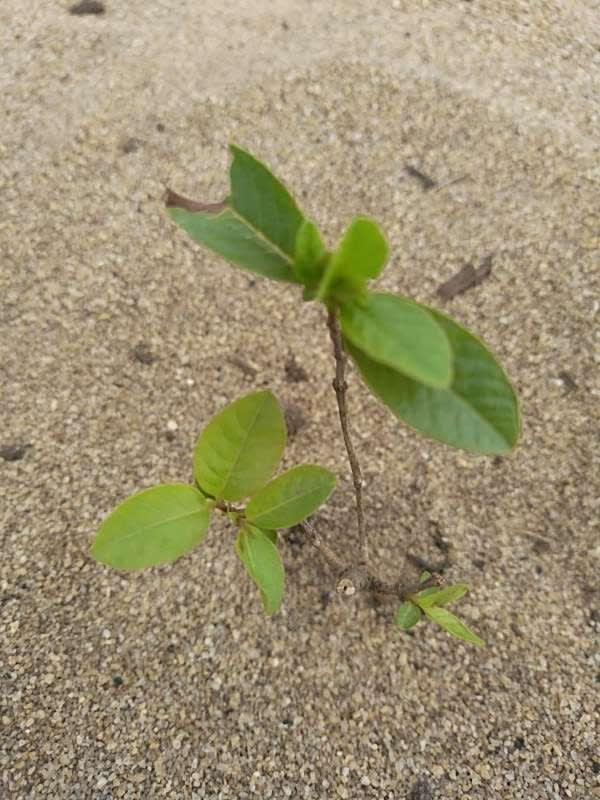 tree image