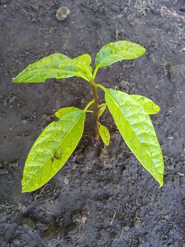 tree image