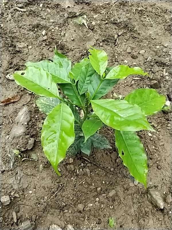 tree image