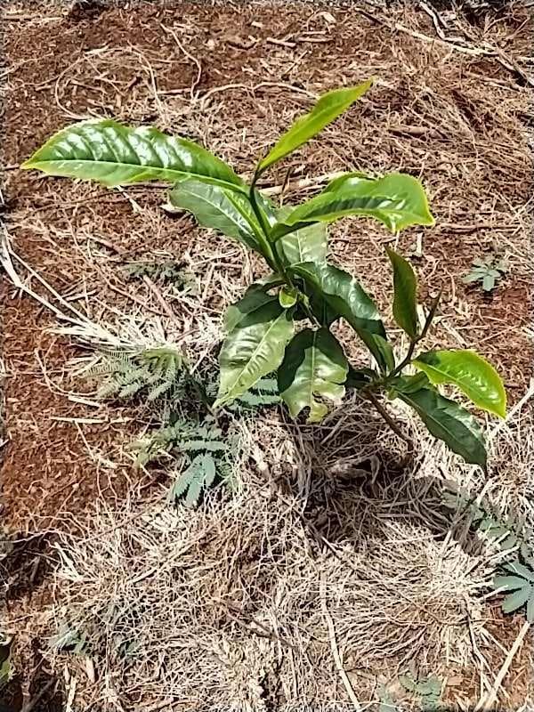 tree image
