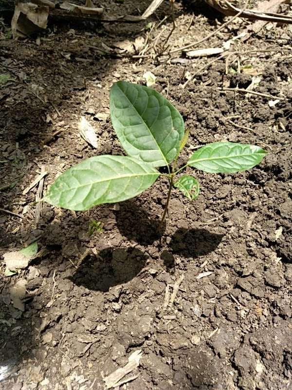 tree image