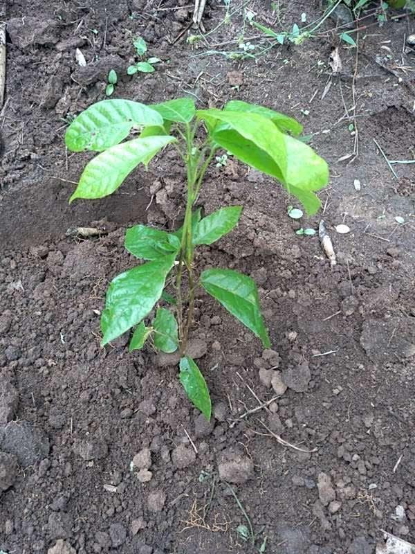 tree image