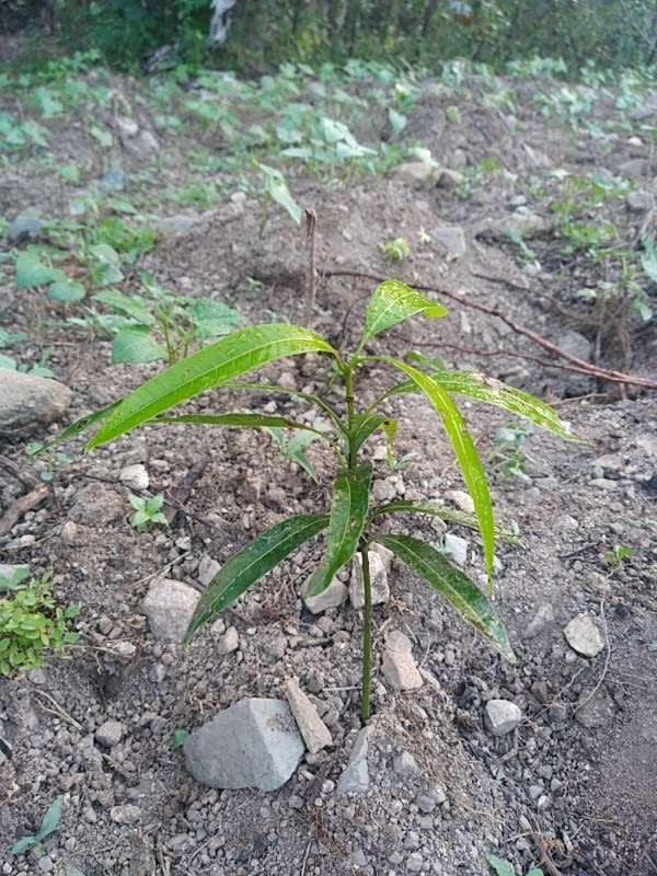 tree image