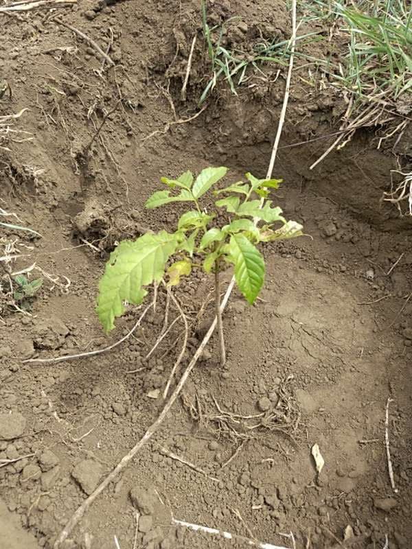 tree image