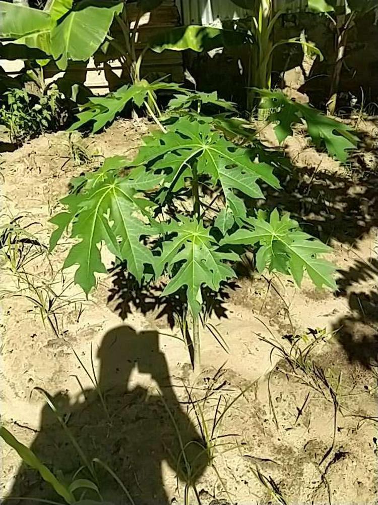 tree image