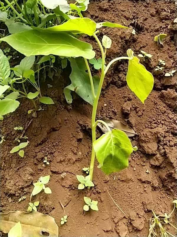 tree image