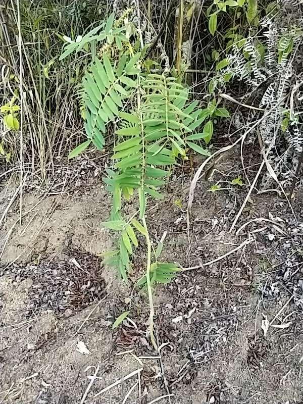 tree image