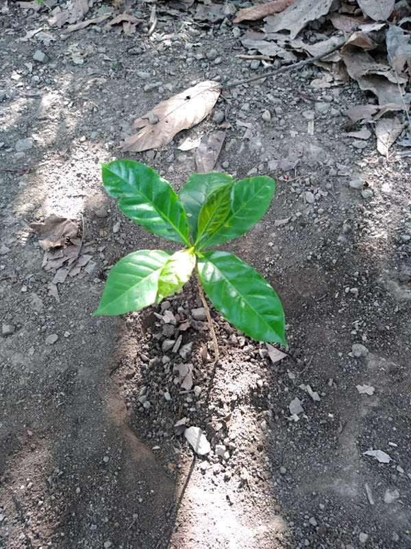 tree image
