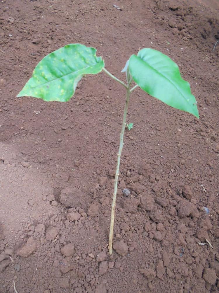 tree image